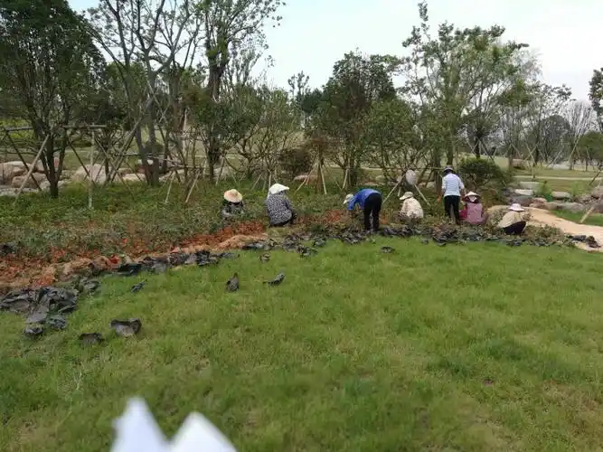 西四区雨水花园月季种植