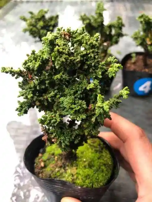 石化桧盆景的养护方法