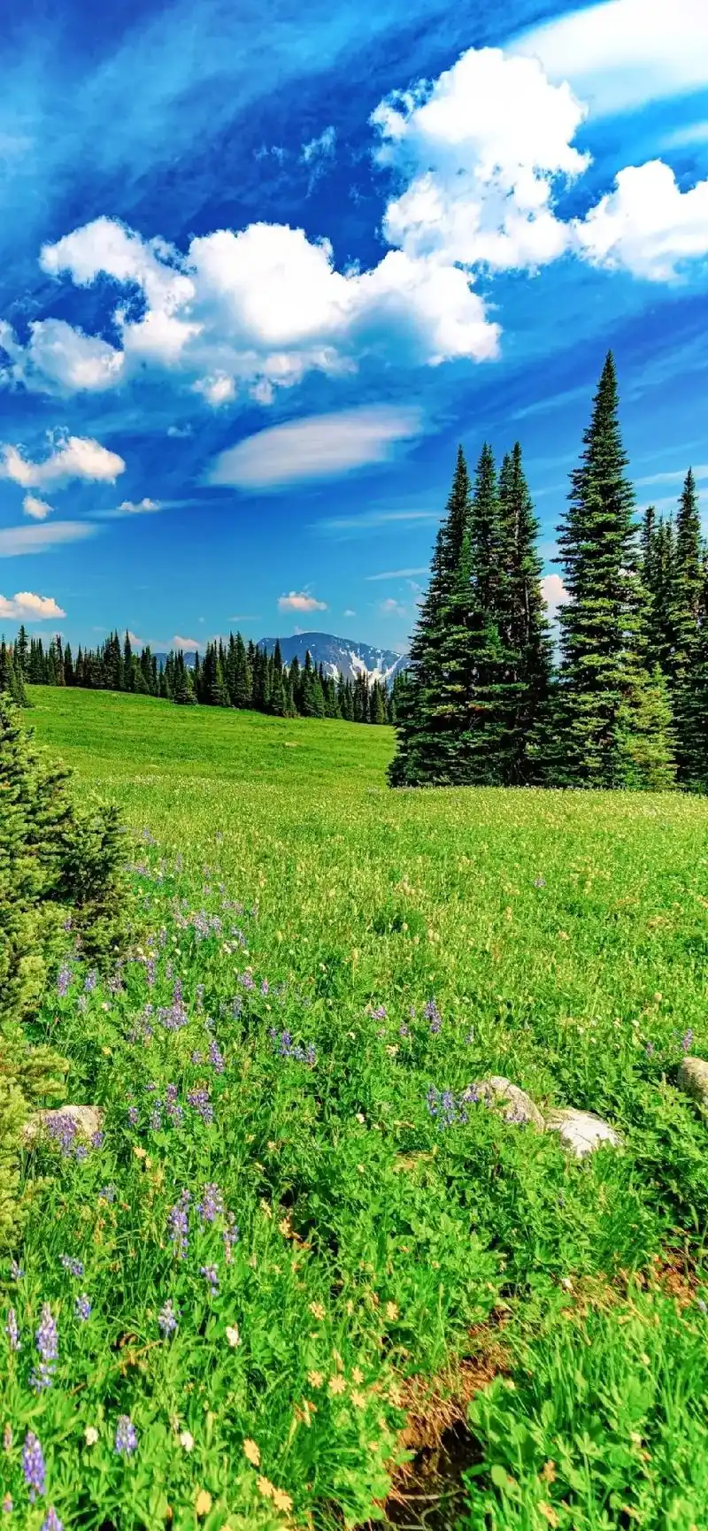 高清壁纸全面屏 #绿色 #养眼 送你张壁纸 - 抖音