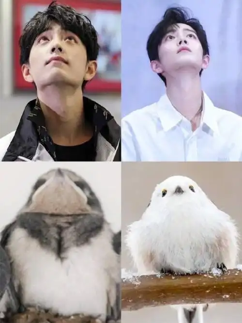 肖战撞脸狗狗表情包##肖战