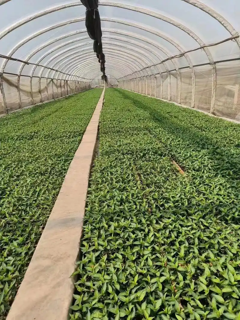 辣椒种植 #辣椒92 #优质农产品 #新农人计划2023  - 抖音