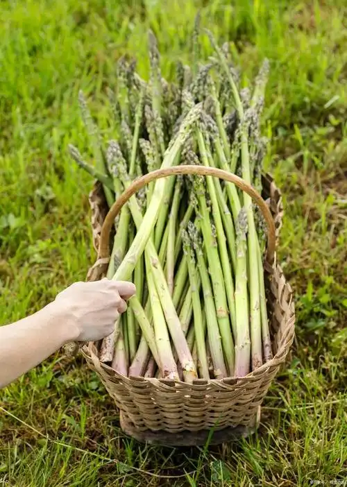 本文将介绍芦根的来源,功效,吃法和注意事项,希望能让大家对这种植物