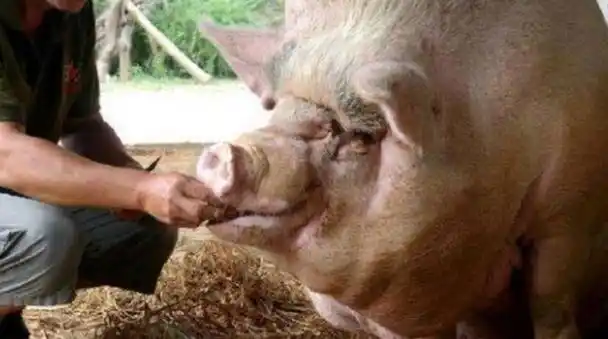 回顾:猪一辈子不杀能长多大?猪王皈依佛门,央视为其拍摄纪录片