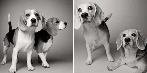 的青春也是稍纵即逝的:摄影师花了 20 年拍摄下这些狗狗变老的样子