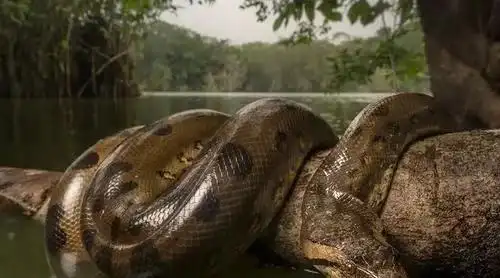 重量级的巨蛇,重达250公斤,真的那么恐怖吗