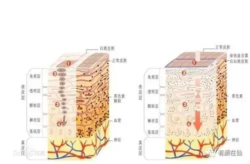 今年冬天最齐全的保湿全指南_皮肤
