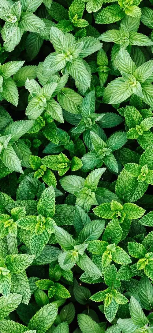 护眼壁纸|放慢脚步,感受生活的慢节奏