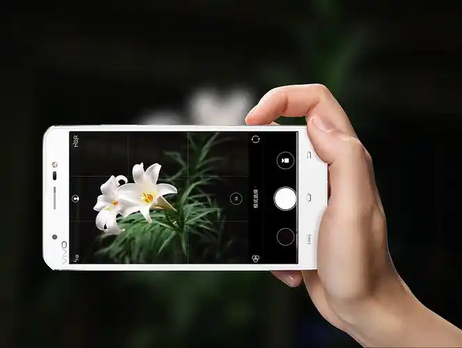 手机花卉摄影