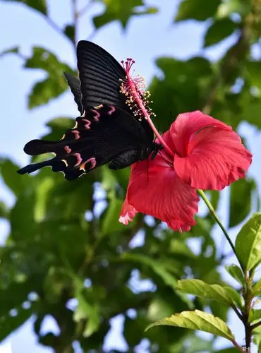 采花大盗黑凤蝶