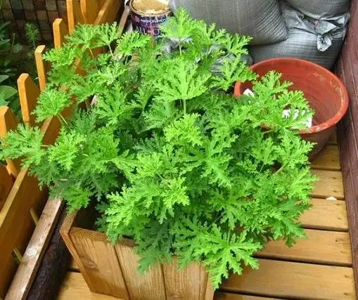 夏天里的驱蚊植物 - 天猫精选