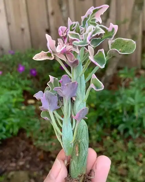 七宝树,仙人笔,锦化如花