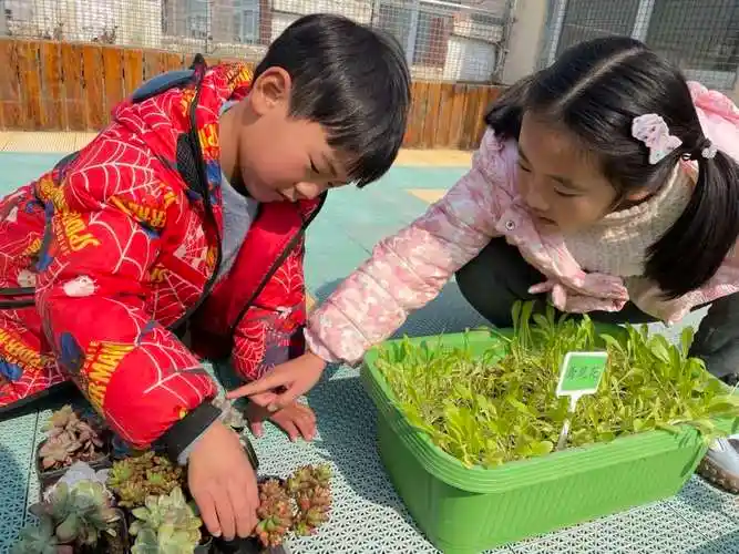古幼萌娃护绿植 ——记古幼萌娃植物种植观察活动_小苗_幼儿园_惠济区