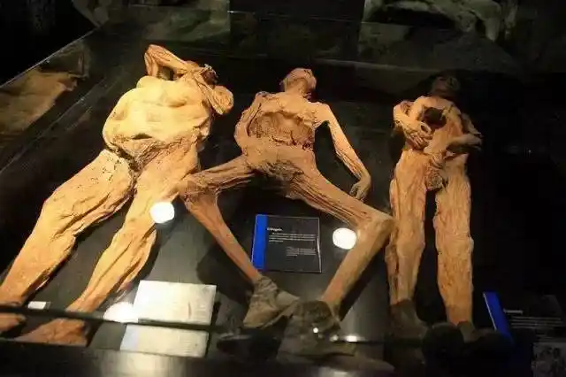 世界上最恐怖的人尸博物馆姿态蜷缩扭曲你敢去吗