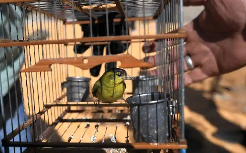 志愿者们销毁粘鸟网3片,粘鸟用网杆4根,销毁捕鸟工具拍笼,滚笼,扁笼等