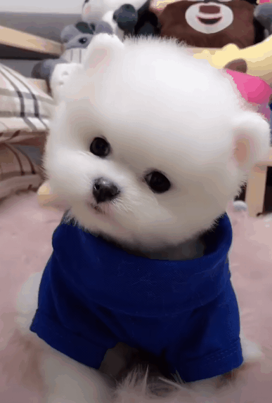 我是不是很可爱啊快来看看我的歪头杀有没有萌到你啊