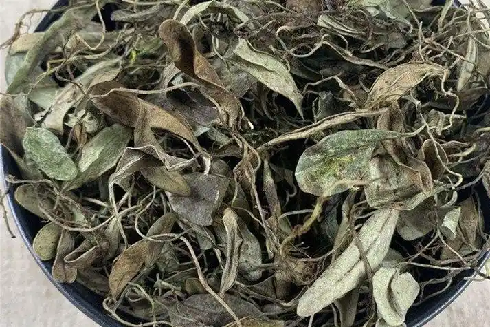 飞蓬草药图片_有来医生