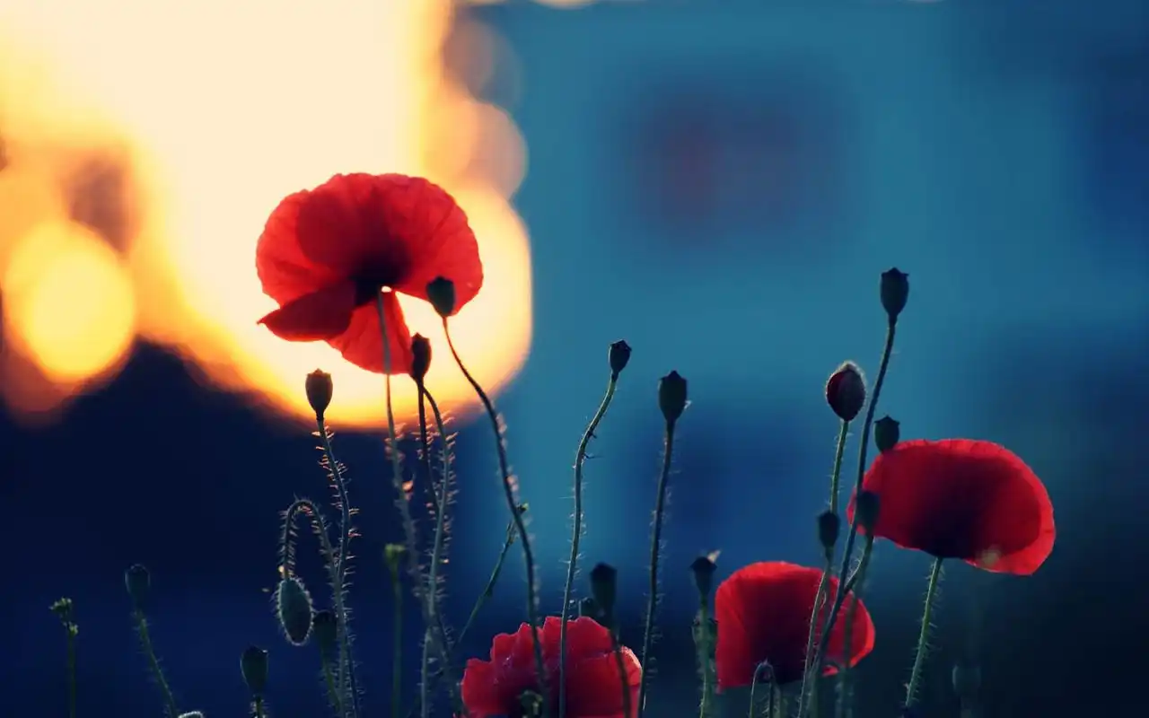 唯美罂粟花花海高清图片电脑壁纸