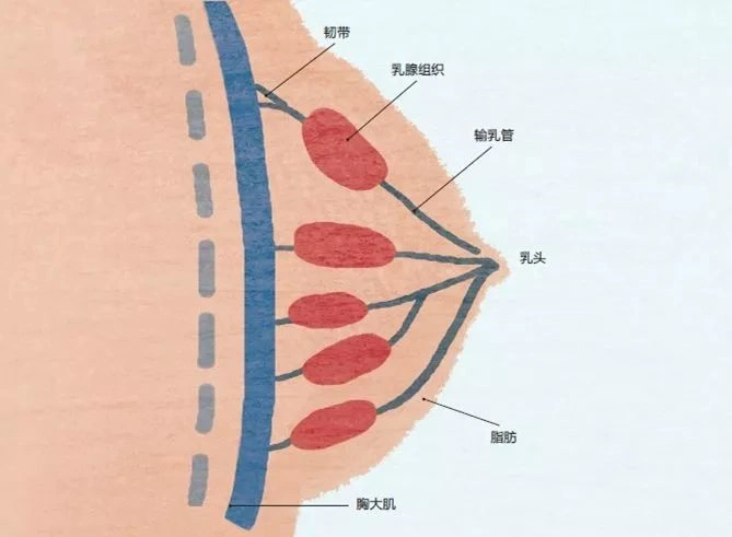连接腺泡与乳头的输乳管以乳头为中心呈放射状排列,脂肪组织包裹