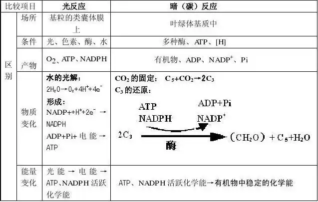 光合作用知识点总结