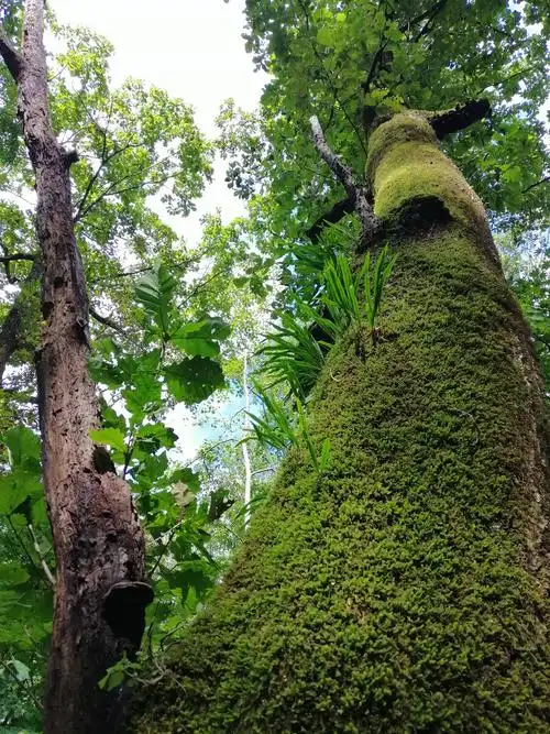 东北吉林长白山原始森林