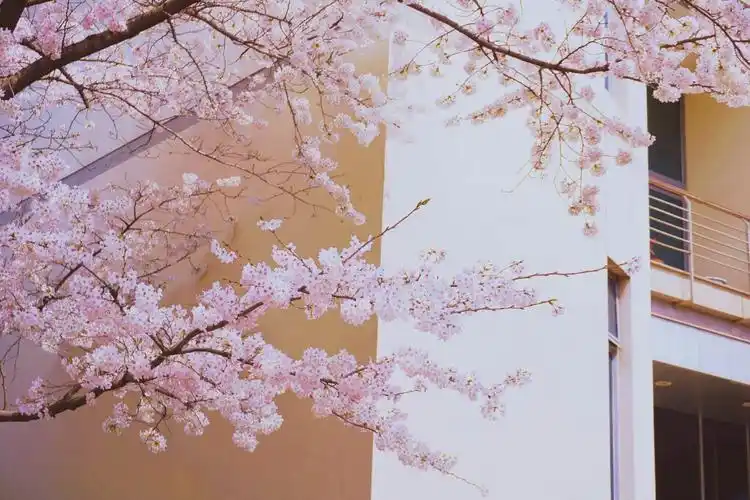 少女心炸裂系列 by:知乎——id:林小羊今天… - 堆糖,美图壁纸兴趣