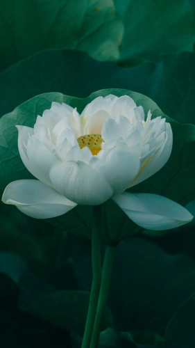 荷花清新秀丽写真