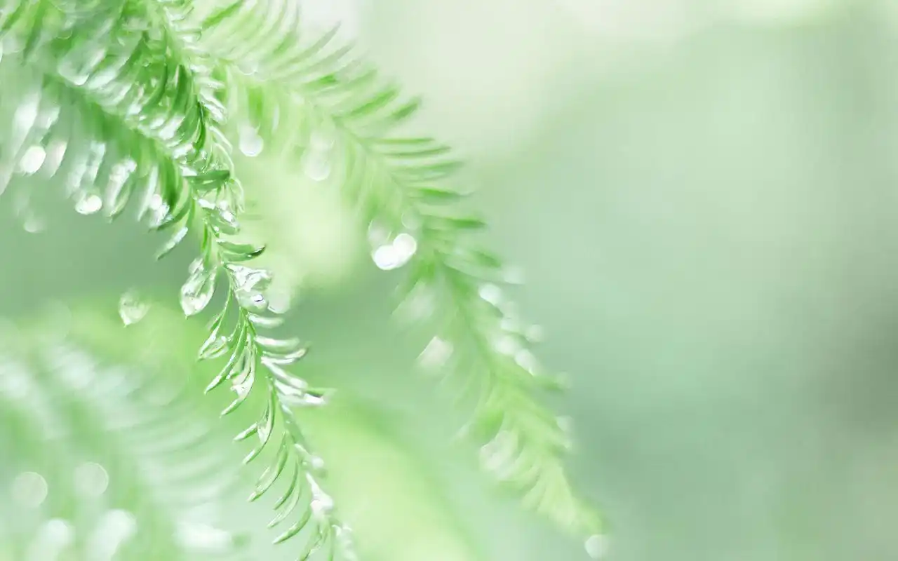 首页 桌面壁纸 高清壁纸 绿色小清新自然高清风景电脑壁纸 (9/ 9)