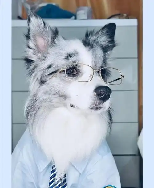 帅狗有哪些(十大帅狗排名榜) - 生活知识 - 心理圈圈网