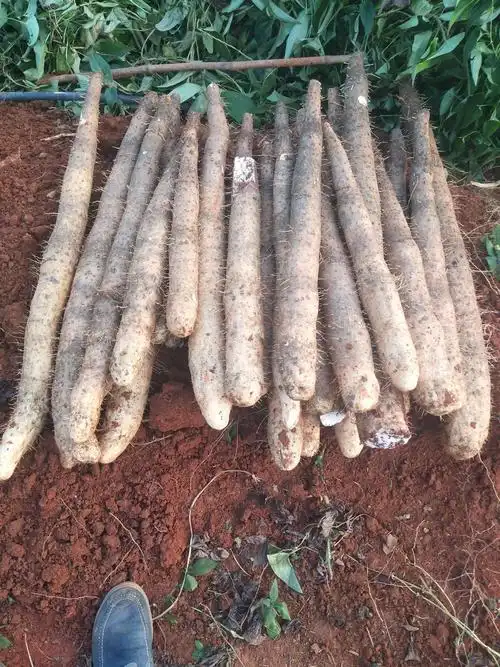 淮山药 广西特产无公害白皮淮山,特点糯,绵,可以清蒸,黄焖,煲汤