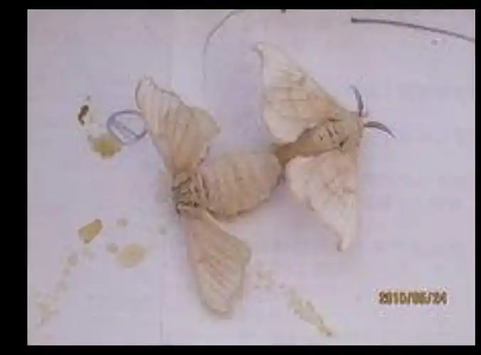 雄蛾和雌蛾会互相交配,然后雌蛾就会生下卵.