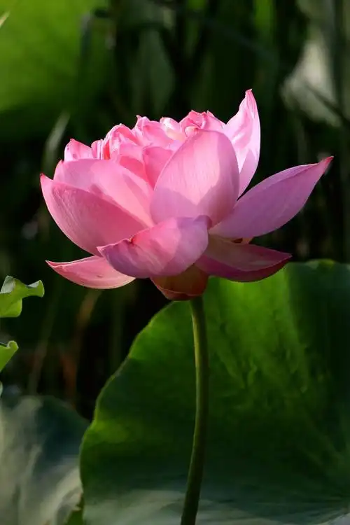 《美丽荷花》2018夏金祥摄影