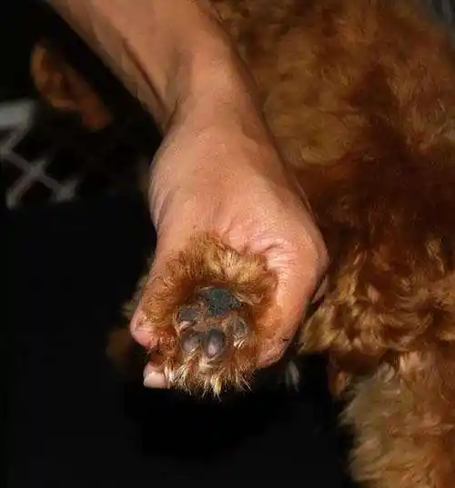 鉴别"泰迪"纯不纯,关键看这几点