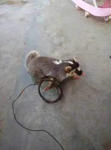 11:07 网友采纳 猪獾 别    称 鱼鳅猫 ,白鼻狸