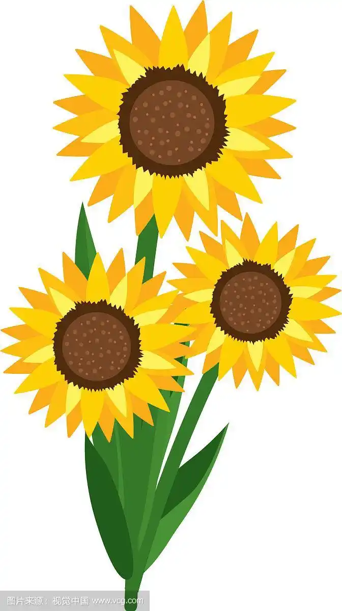 花向日葵卡通