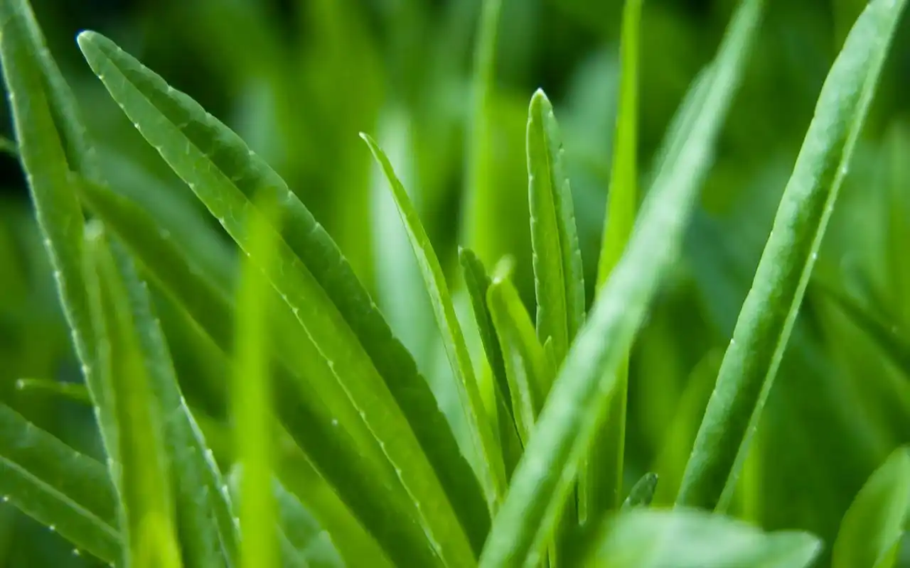 >> 文章内容 >> 绿色壁纸保护眼睛的电脑壁纸 绿色的壁纸能保护视力吗