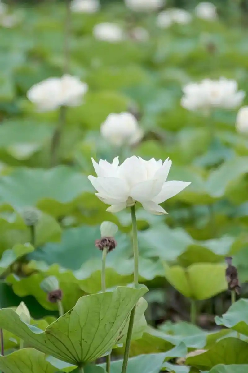 「摄影记录」20230620,白荷花.#荷花 「摄影记录」2 - 抖音