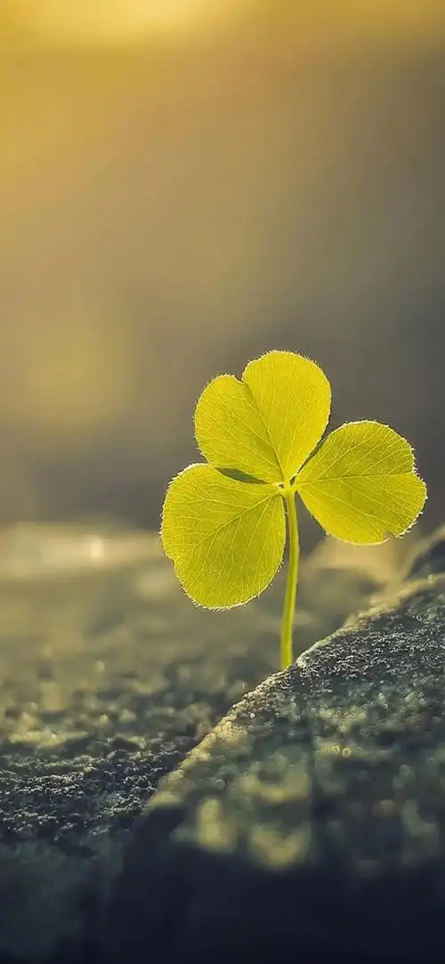 高清壁纸##营山##每日一图##手机壁纸##无水印壁纸##壁纸##可爱壁纸