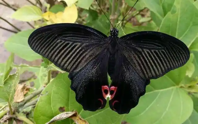 黑色凤尾蝶是几级保护动物呢