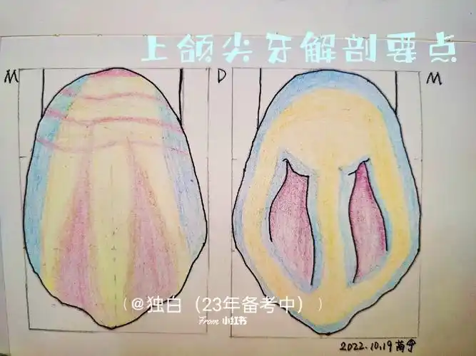 上颌尖牙,唇面似五边形近中缘长,远中缘短初萌时,近远中角90°牙体