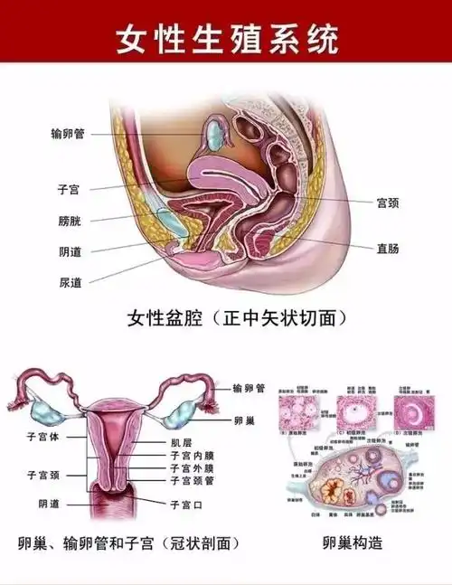 妇科病——别说与你无关,女人的无知会害死自己!