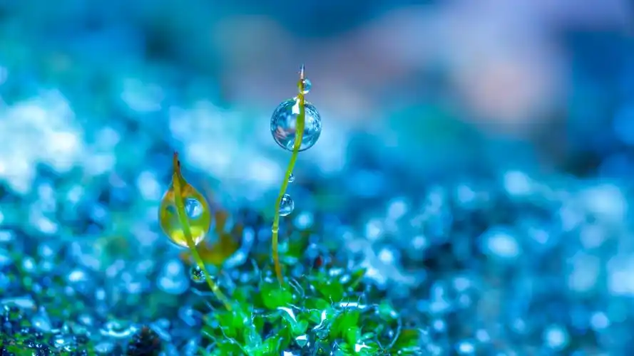 首页 桌面壁纸 植物壁纸 唯美护眼的植物图片电脑壁纸 上一张 下一张