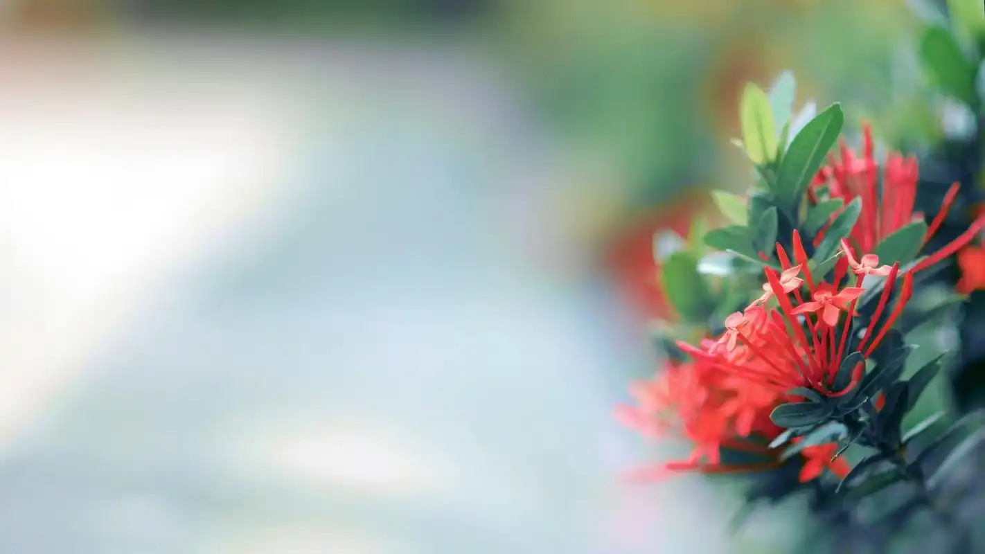 lomo唯美风格静物特写高清图片桌面壁纸(三)