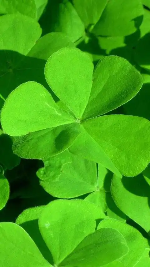 小清新唯美幸运三叶草绿色护眼手机壁纸