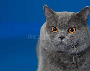 蓝色英国短毛猫英国短毛猫蓝色照片