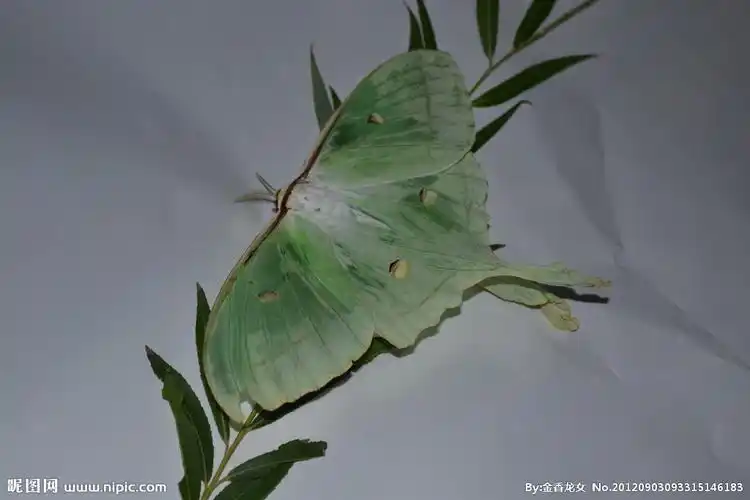 长尾水青蛾图片