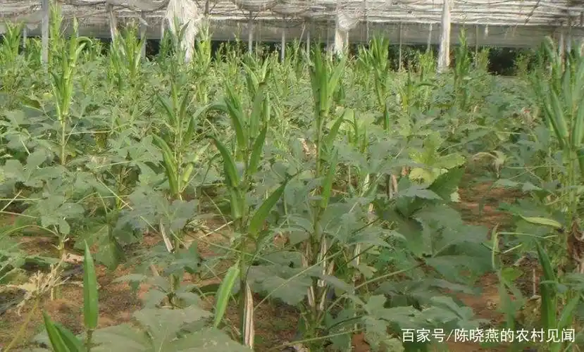 秋葵种植要准备什么,如何种植长势,收获的方法介绍