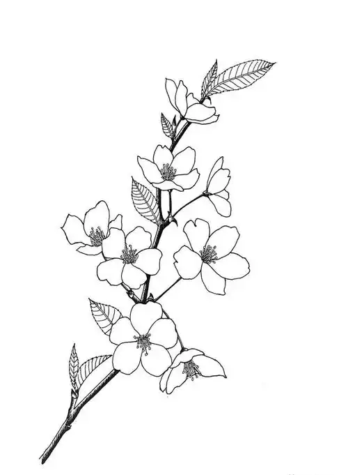 【推荐】铅笔画自学教程视频|铅笔素描入门教学视频