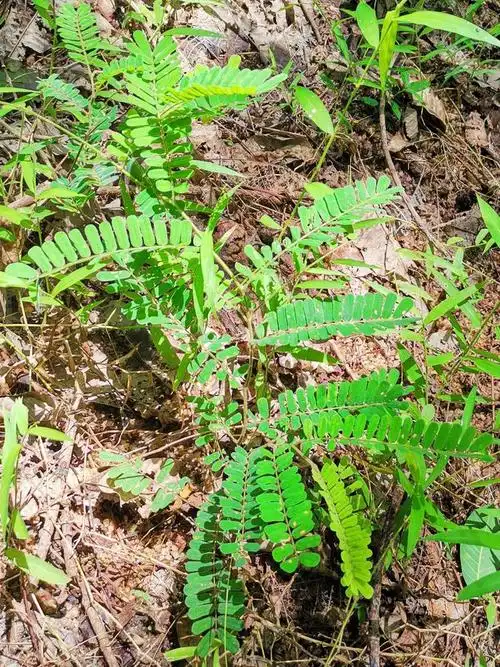 鸡骨草与灵芝煲瘦肉功效作用?
