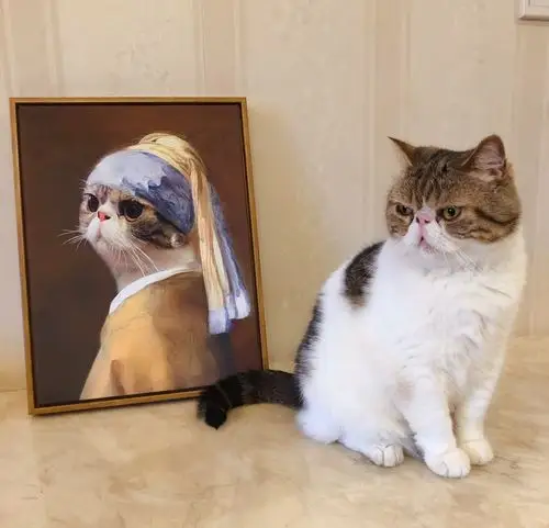 【戴珍珠耳环的喵星人】大赏|超可爱