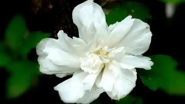 白色木槿花花语:纯净,坚韧与永恒的爱